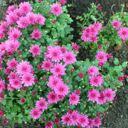 Branbeach Lilac _2